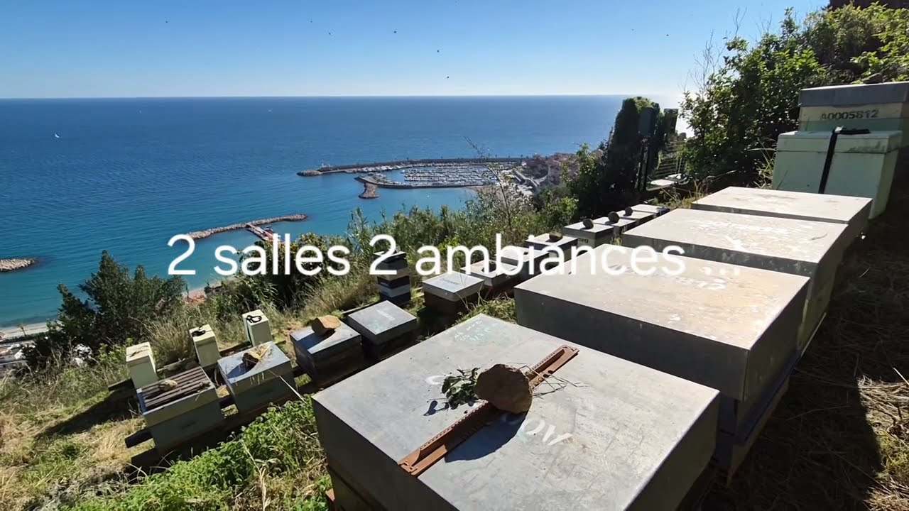 Retour des abeilles sur le littoral au 11 novembre 24