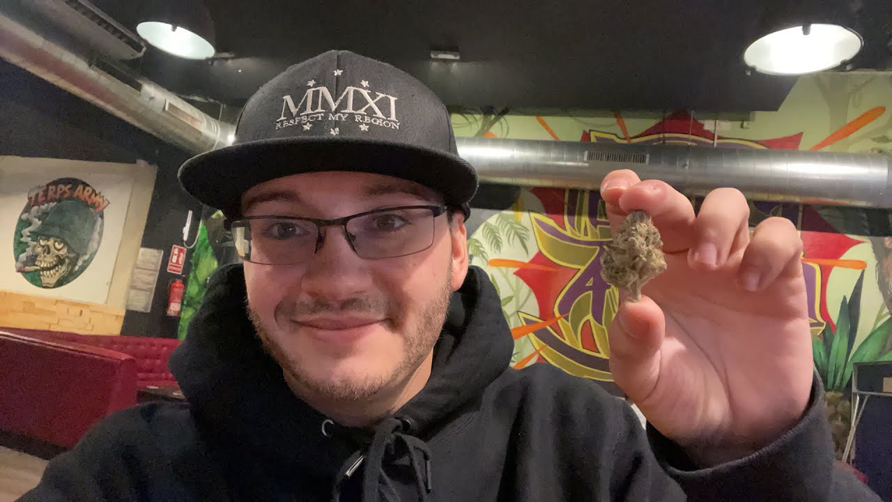 Mimosa Strain Review Ft Rincon D&eacute; Mar&iacute;a in Barcelona Spain