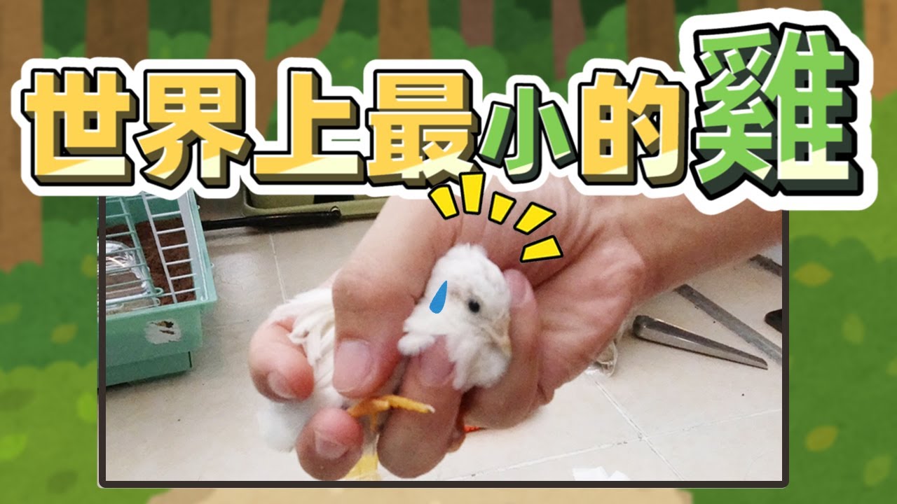🐣開箱世界上最小的雞盧丁鷄 | 陽臺菜園除了種植蔬菜之外還能做什麽呢？答案是:養迷你雞啊！|  使用EM菌发酵床可以去除动物粪便的味道！并将其制作成为有机肥！(在家养芦丁鸡，在家養蘆丁雞)#盧丁鷄