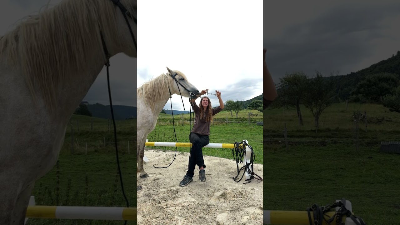 Das erste Mal Trense im Maul – Das Jungpferd bekommt zum ersten Mal eine Trense ins Maul