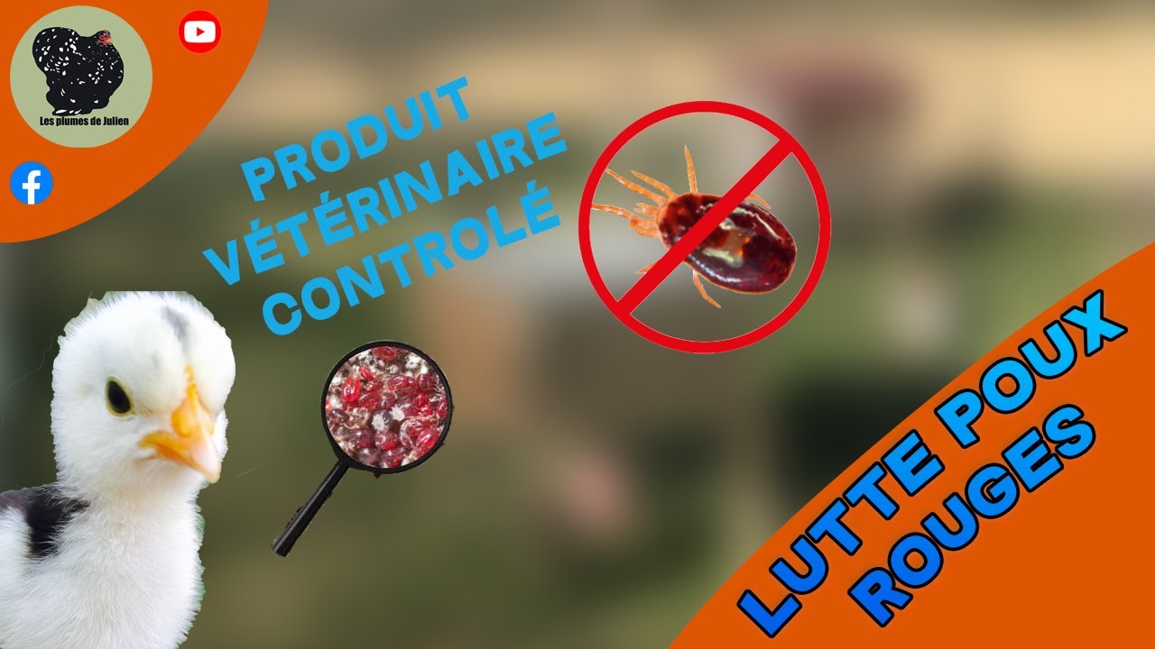 Exzolt : la révolution contre les poux rouges