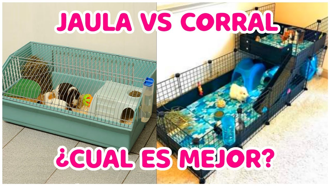 CUAL ES LA MEJOR JAULA PARA CUYOS | Jaula para cobayas C&C CYC