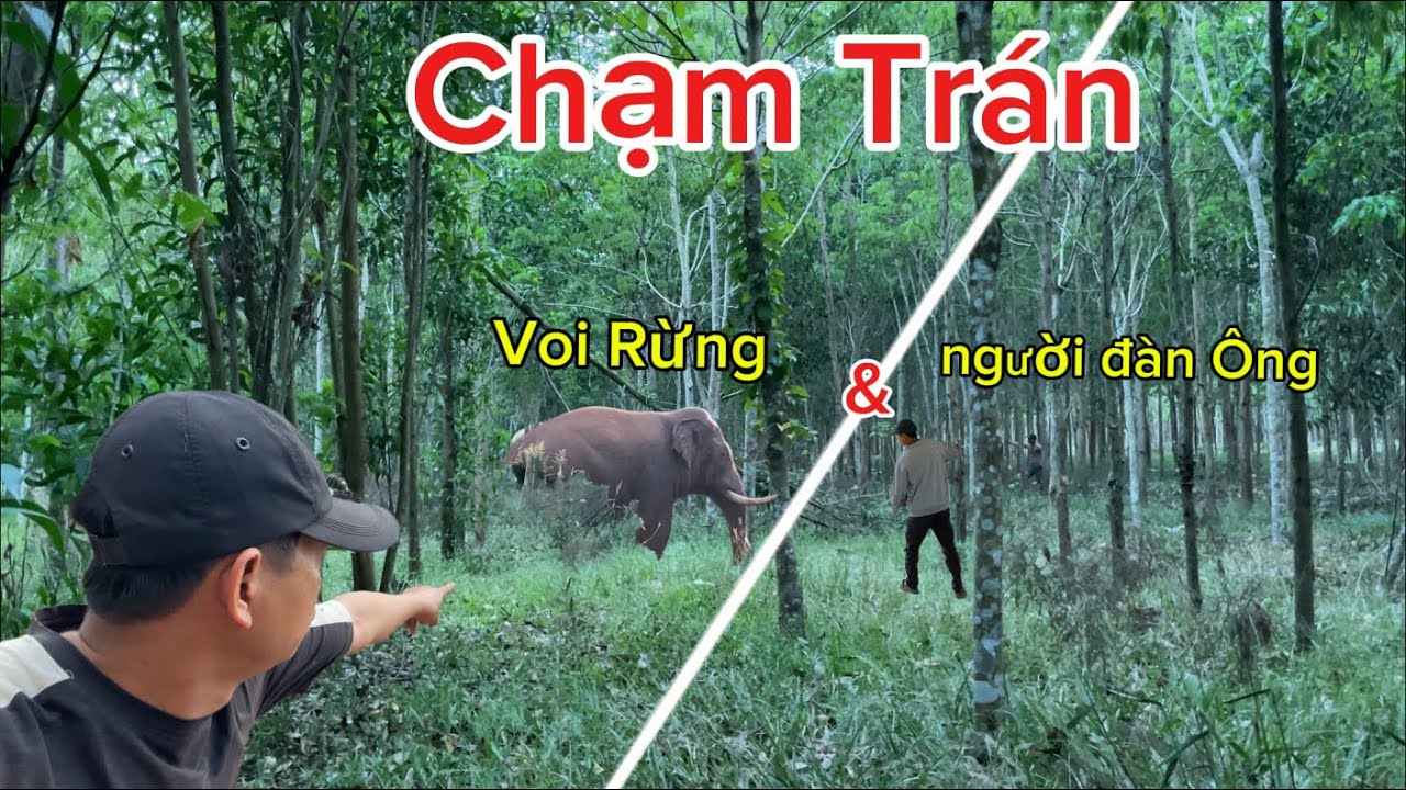 Người Đàn Ông Chạm Trán Voi Rừng / Phút Giây Căng Thẳng