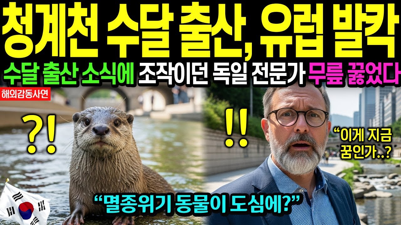 [해외감동사연] 한국 청계천 또 난리났다! 조작이라던 독일 전문가 서울 멸종위기 수달 출산 보고 충격!ㅣBBC보도