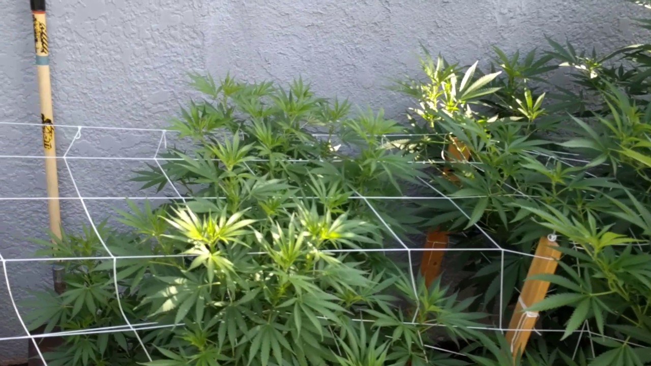 Outdoor grow July 22, 2017