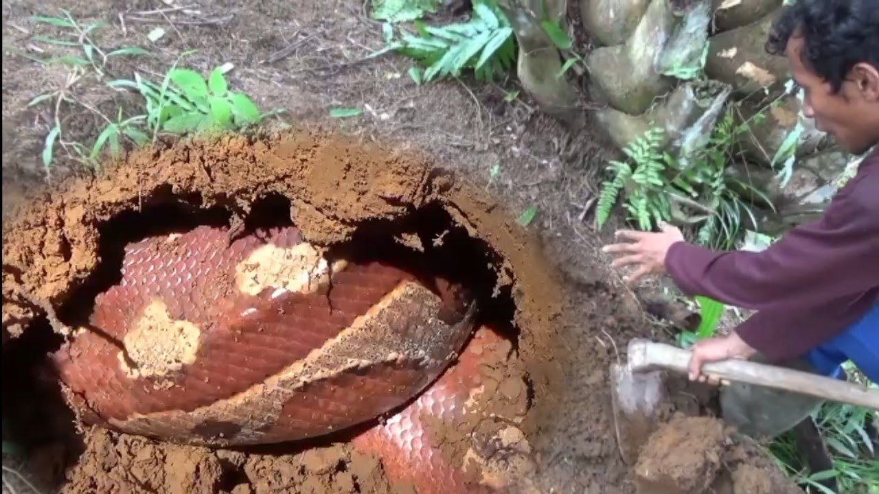 Penemuan sarang ular di ladang sawit yang super langka