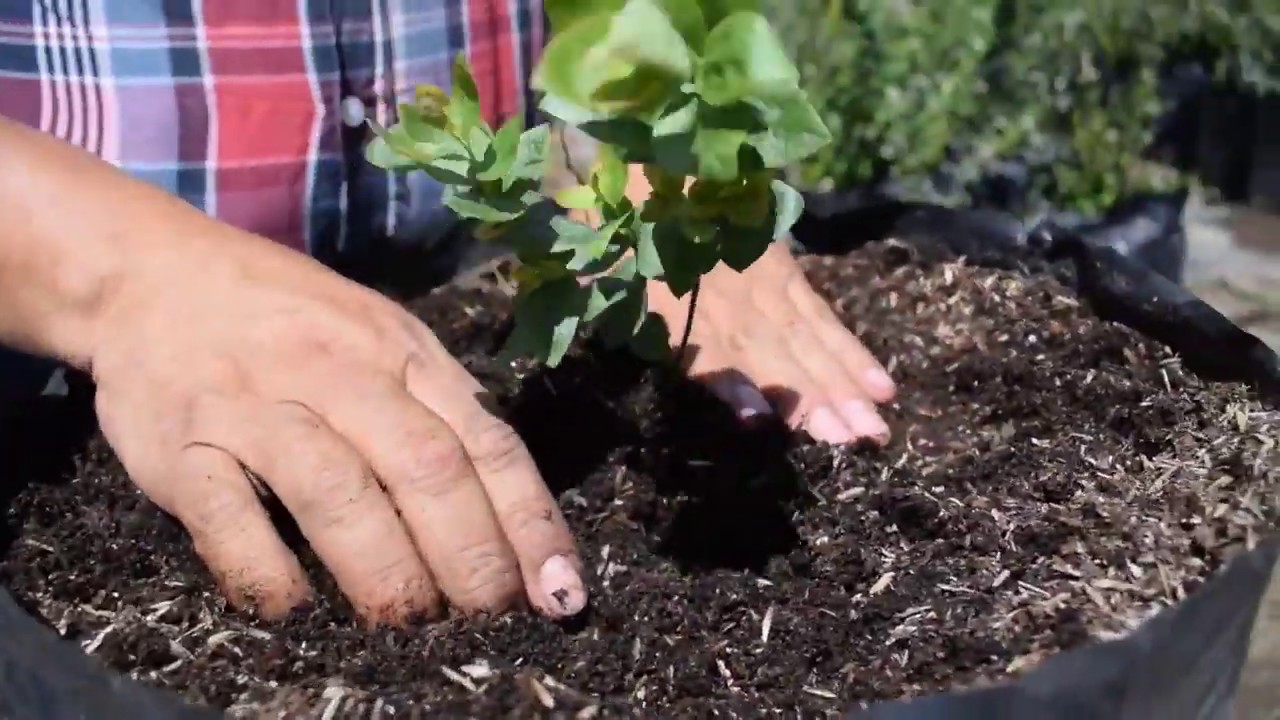 Cultivo de arándanos en Ecuador