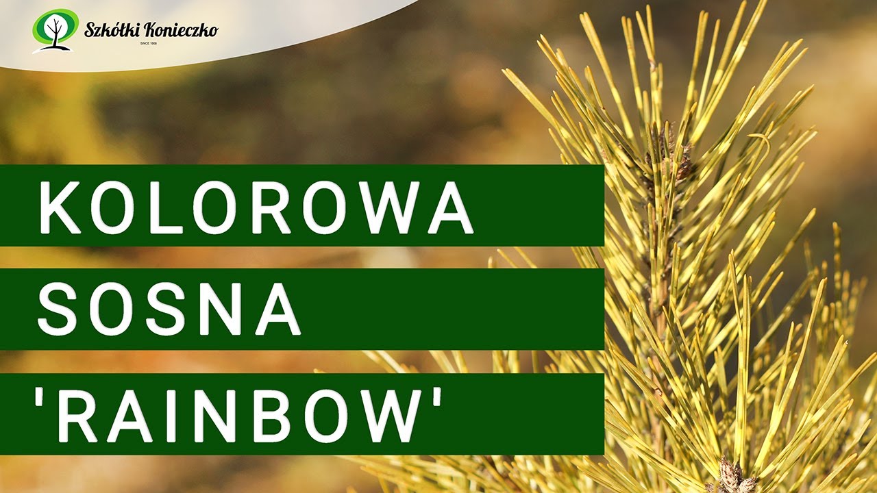 Dwubarwna Sosna Gęstokwiatowa 'Rainbow' (Pinus densiflora)