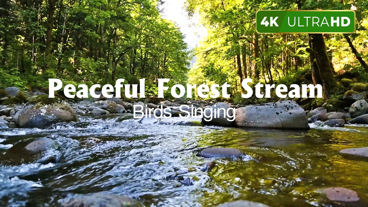Peaceful Forest Stream, Water Sounds, Birds Singing, Nature Sounds, Forest Ambience, ASMR