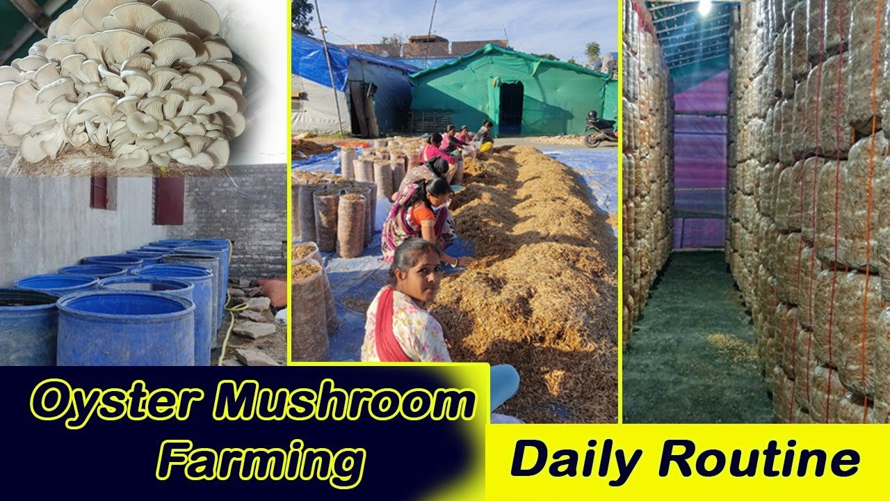 ओयस्टर मशरूम की कमर्शियल खेती!#oyestermushroomcommercialfarming#mushroomgrowing#bpchaudhari#mushroom