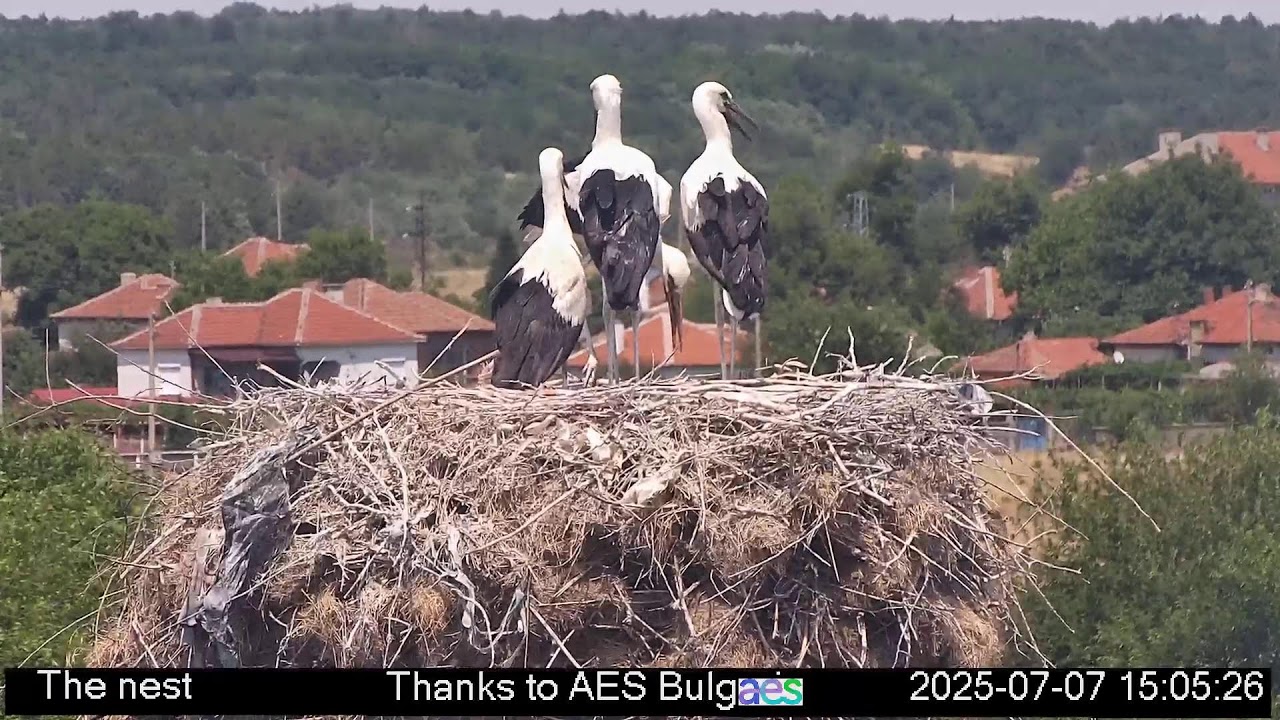 Stork's nest