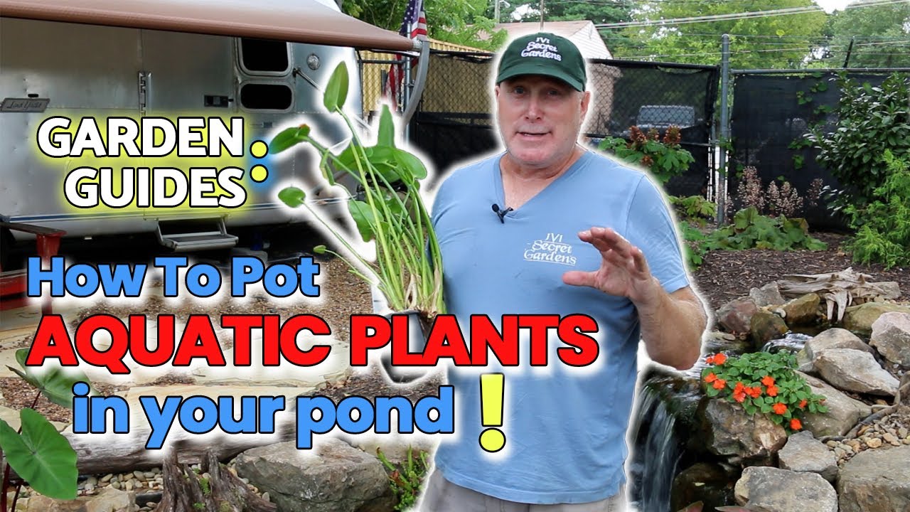 How To Plant Pond Plants In Your Pond! - Garden Guides