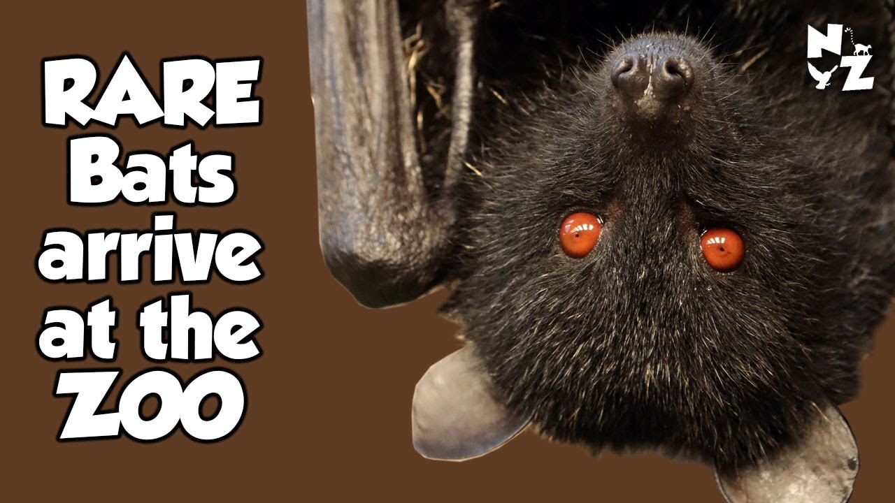 Zoo Update - Bats arrive and FLY around new Exhibit