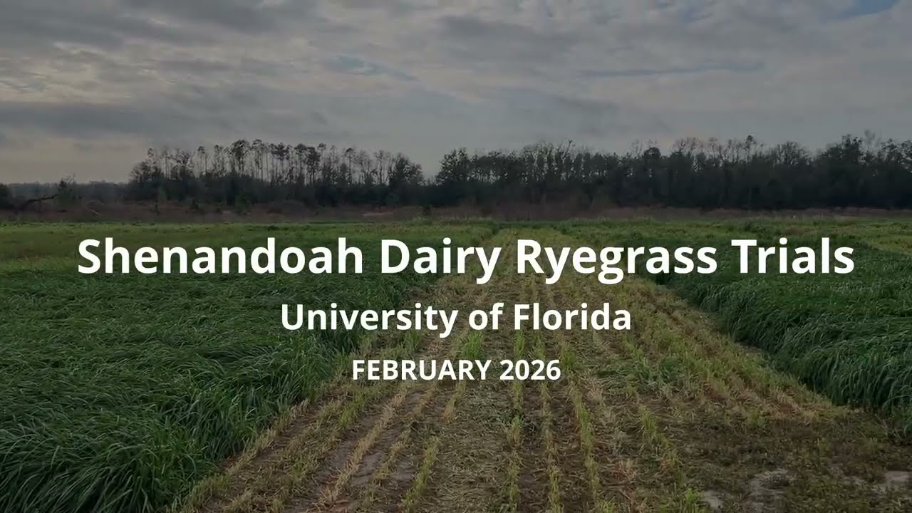 2026 Shenandoah Dairy Silage Trial | University of Florida
