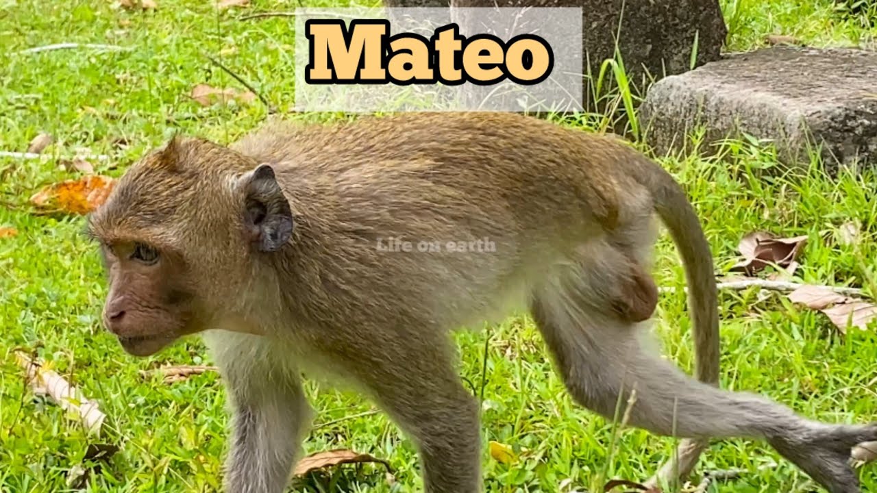 New update of little monkey Mateo .