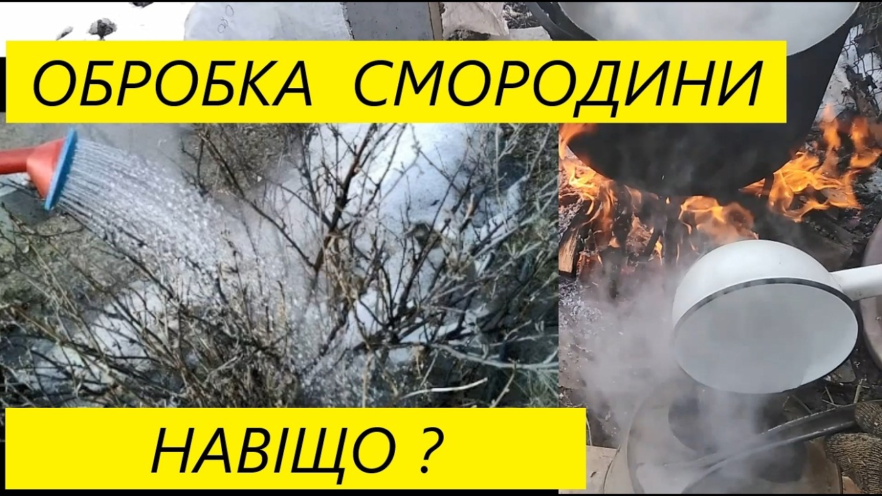 НАВІЩО  ПОЛИВАТИ  СМОРОДИНУ  ОКРОПОМ