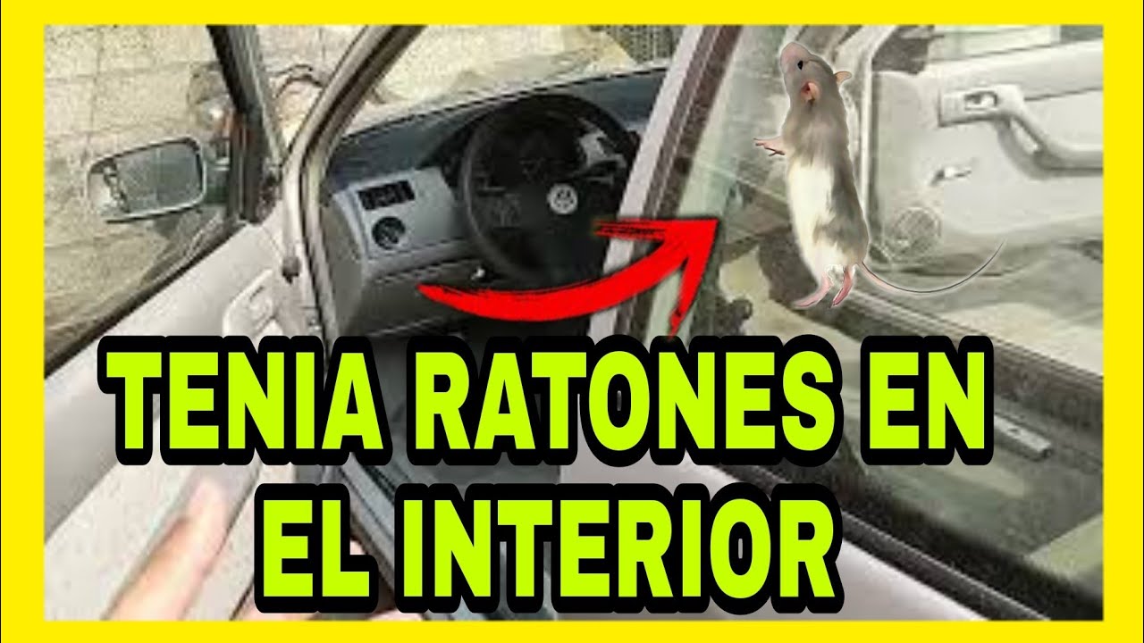 LIMPIEZA COMPLETA AL POINTER