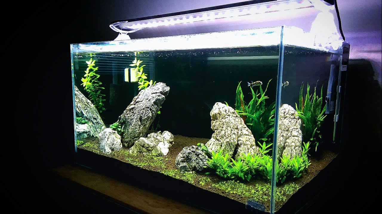 UPDATE:  20G Planted Aquarium/ Amazon Puffer