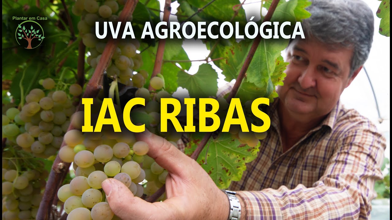 Uva IAC Ribas Agroecológica Colheita Janeiro 2022 em  São Roque