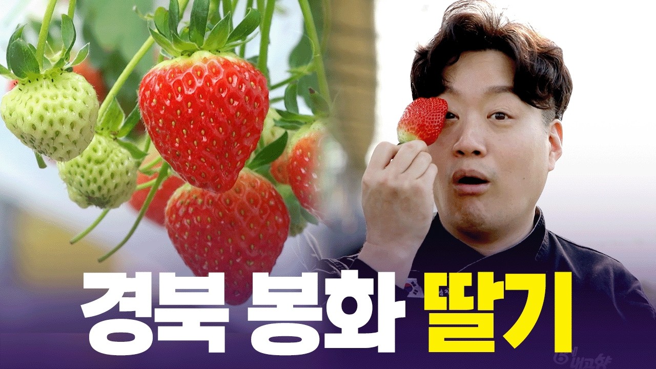 큼직~한데 당도도 높은 봉화 딸기🍓 [6시 내고향] | KBS 260302 방송