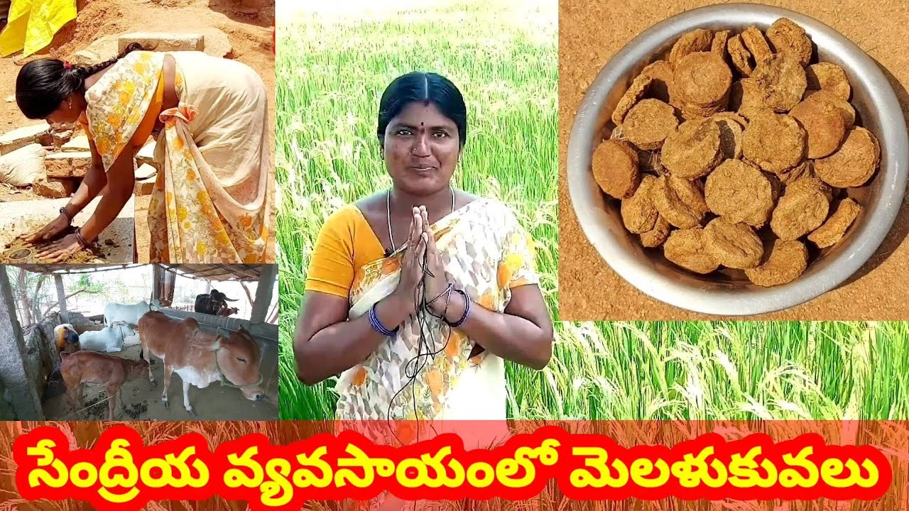 సేంద్రియ వ్యవసాయ పద్దతిలో వరిసాగు|Organic farming|Paddy cultivation|Varisagu telugu|rythu kosam