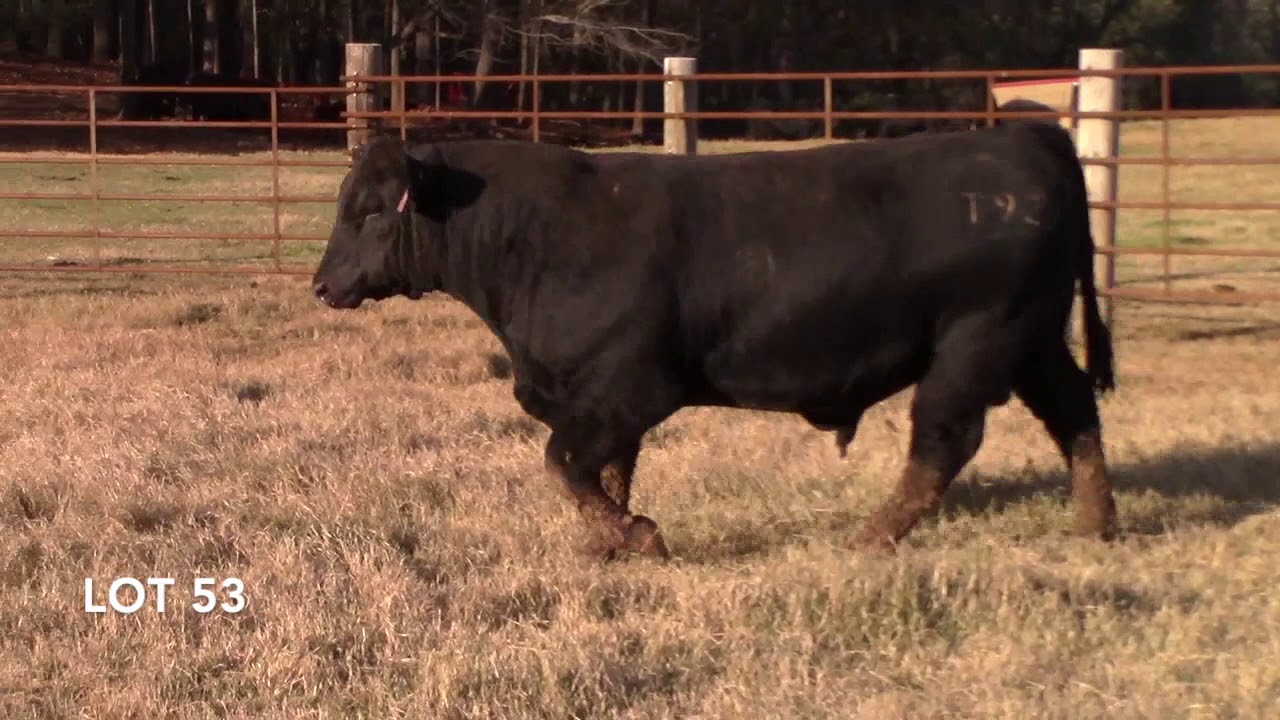 CBL 2020 Lot 53