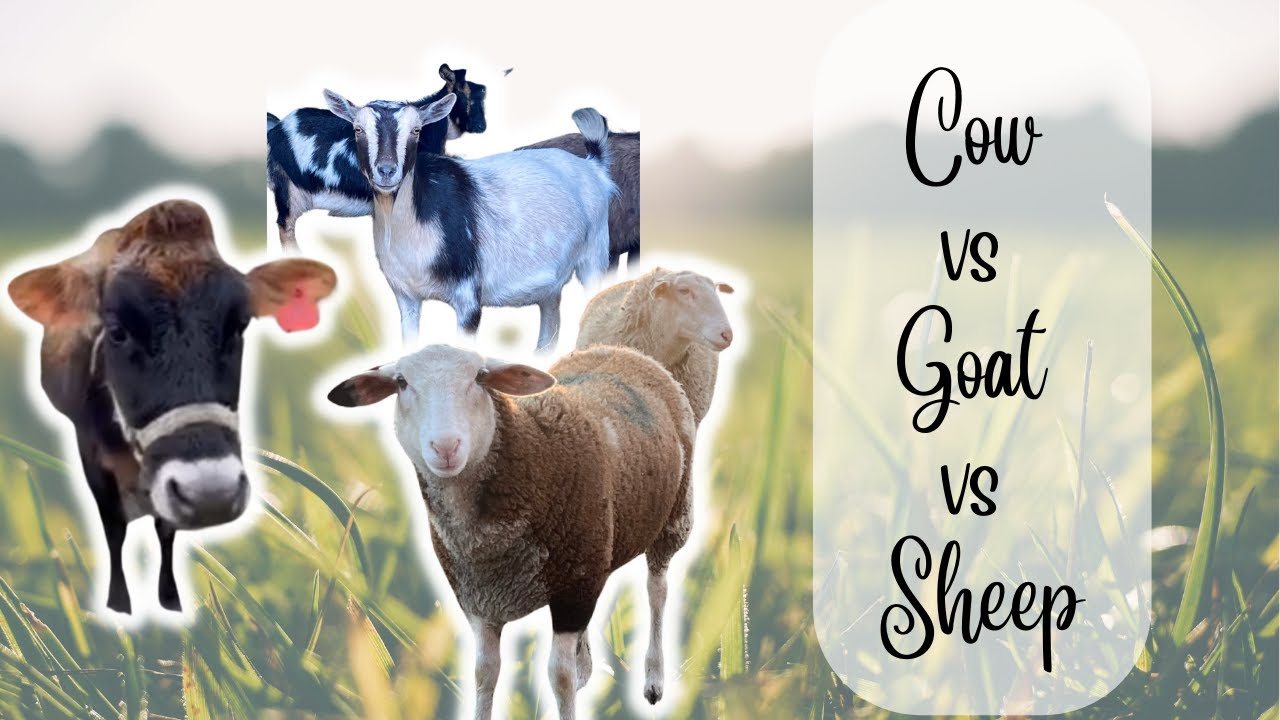 Dairy Animals on the Homestead | Compare dairy cows, goats and sheep