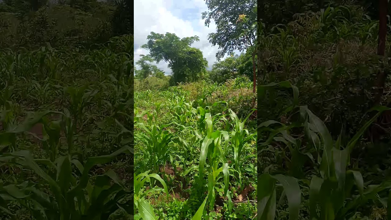 2.5 acres of land for sale at only 15m title on table.