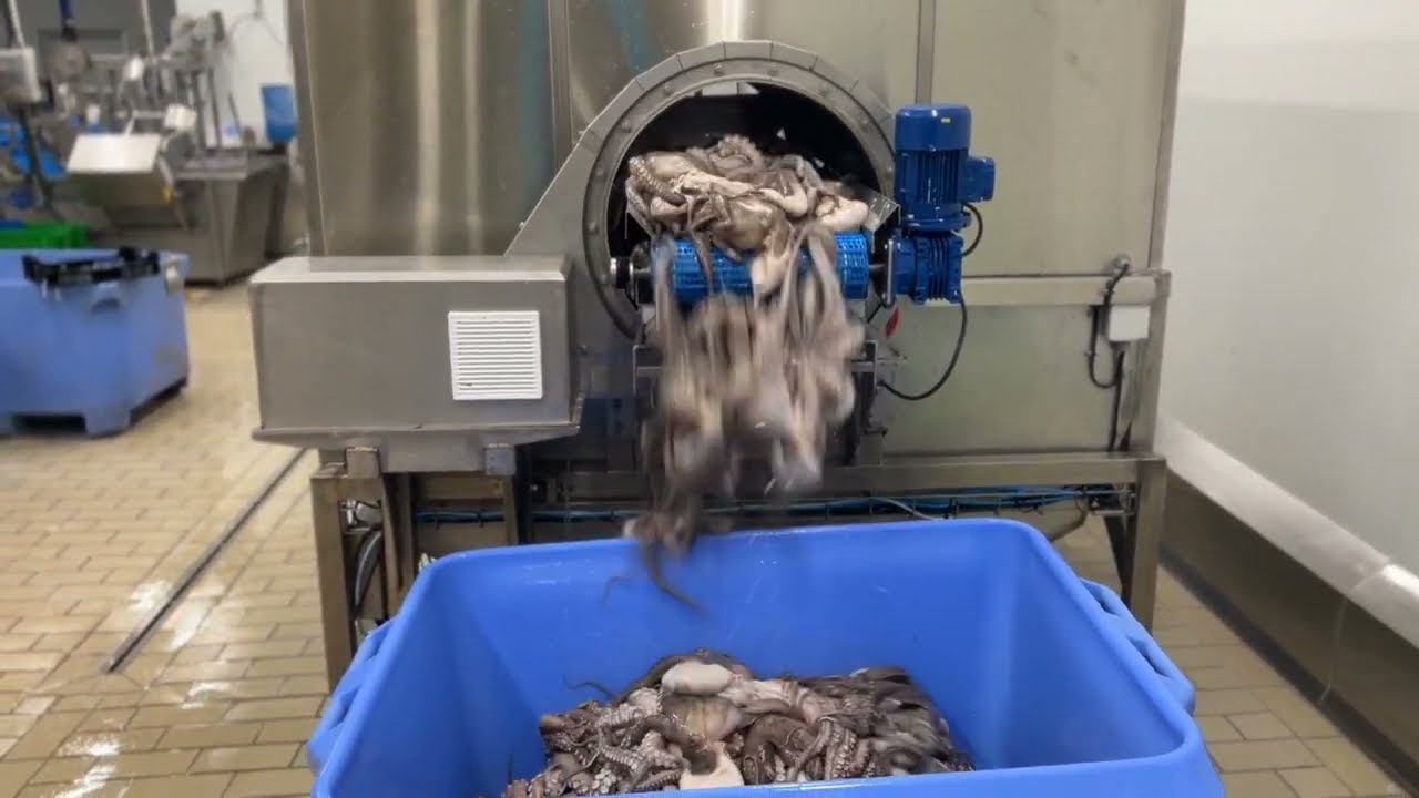 Cephalopods washing and curling machine