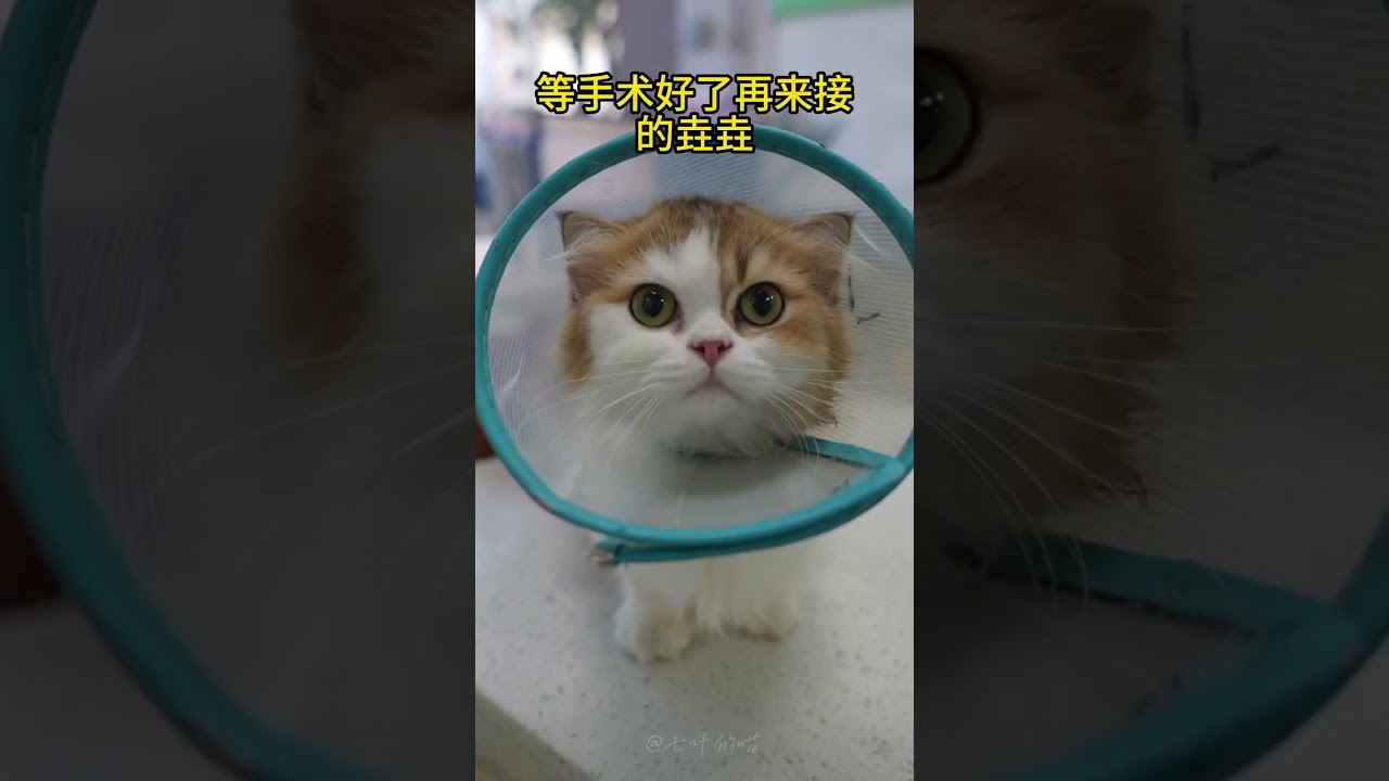 让猫咪自己走进医院绝育,他会恨我吗?(垚垚去新家啦#遛猫 #养猫 #喵星人 #吸猫 #萌宠