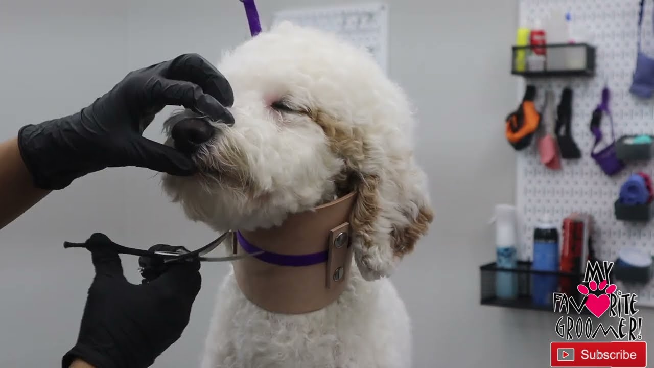 Love these Short Curved Scissors for Face and Feet Dog Grooming