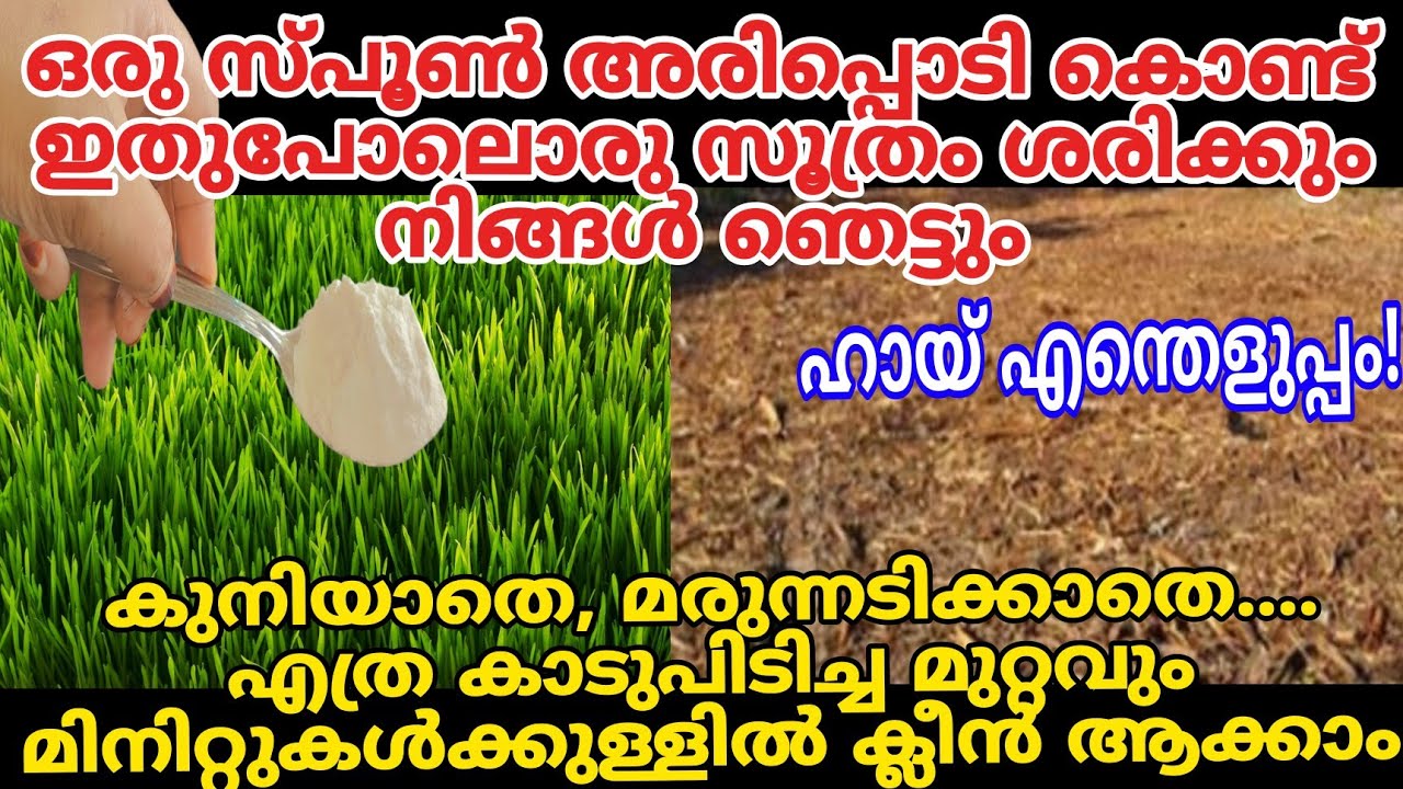 അരിപ്പൊടി നിസ്സാരക്കാരനല്ല |കുനിയാതെ മരുന്നടിക്കാതെ എത്ര കാട് പിടിച്ച മുറ്റവും ക്ലീൻ ആക്കാം#cleaning