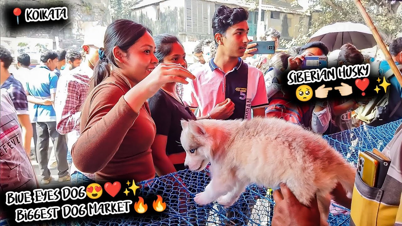 Recent Gallif Street Dog Puppy Price Update I Cheapest Price I Visit 12 th Feb 2023
