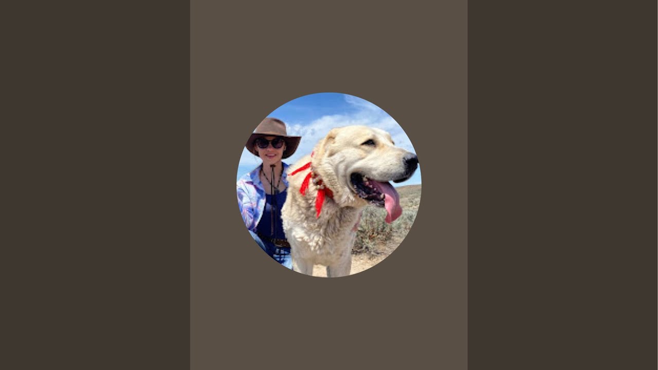 Central Asian Shepherd Dogs, Alabai dogs. Puppies of CENTRAL ASIAN SHEPHERDS