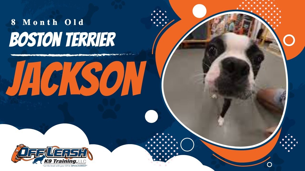 Jackson | 8 Month Old Boston Terrier | Off Leash Boston Terrier Training, Atlanta