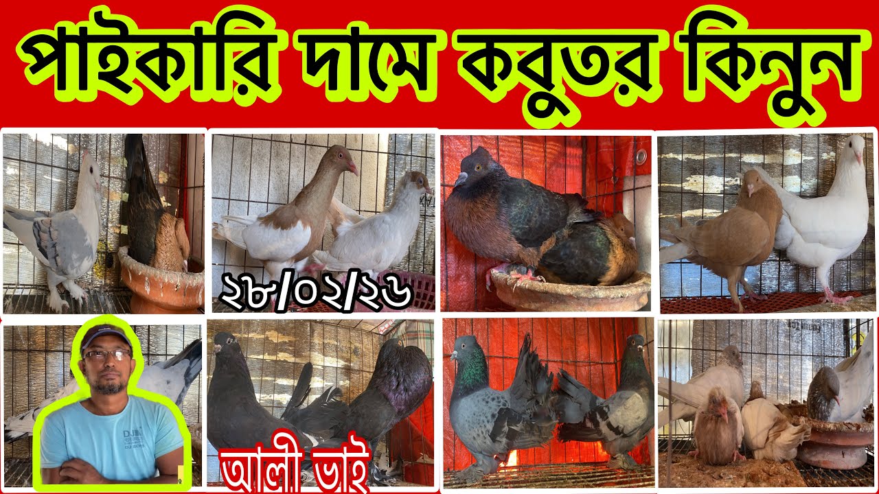 পাইকারি দামে কবুতর কিনুন। আলী ভাই 