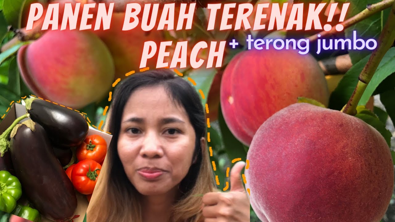 Petik Buah Peach/Persik dan Sayuran di Perkebunan Canada