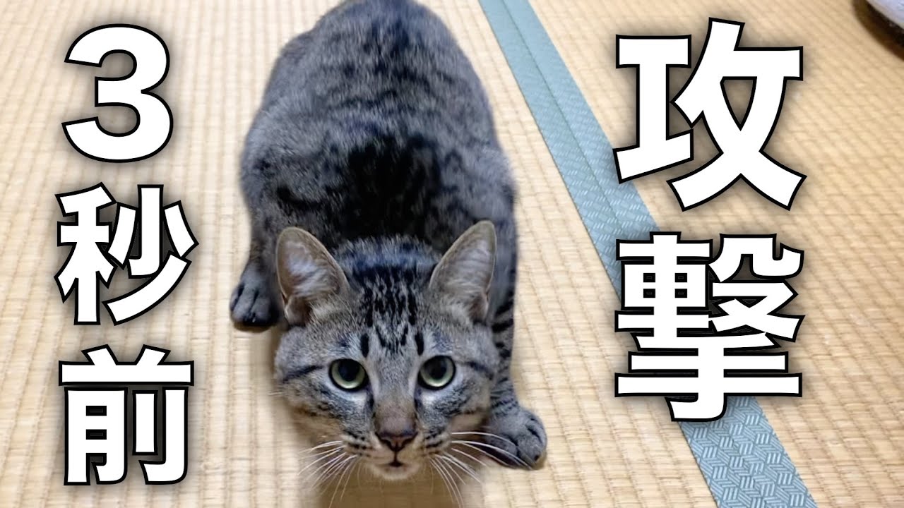 マジで飼い主を襲う3秒前...