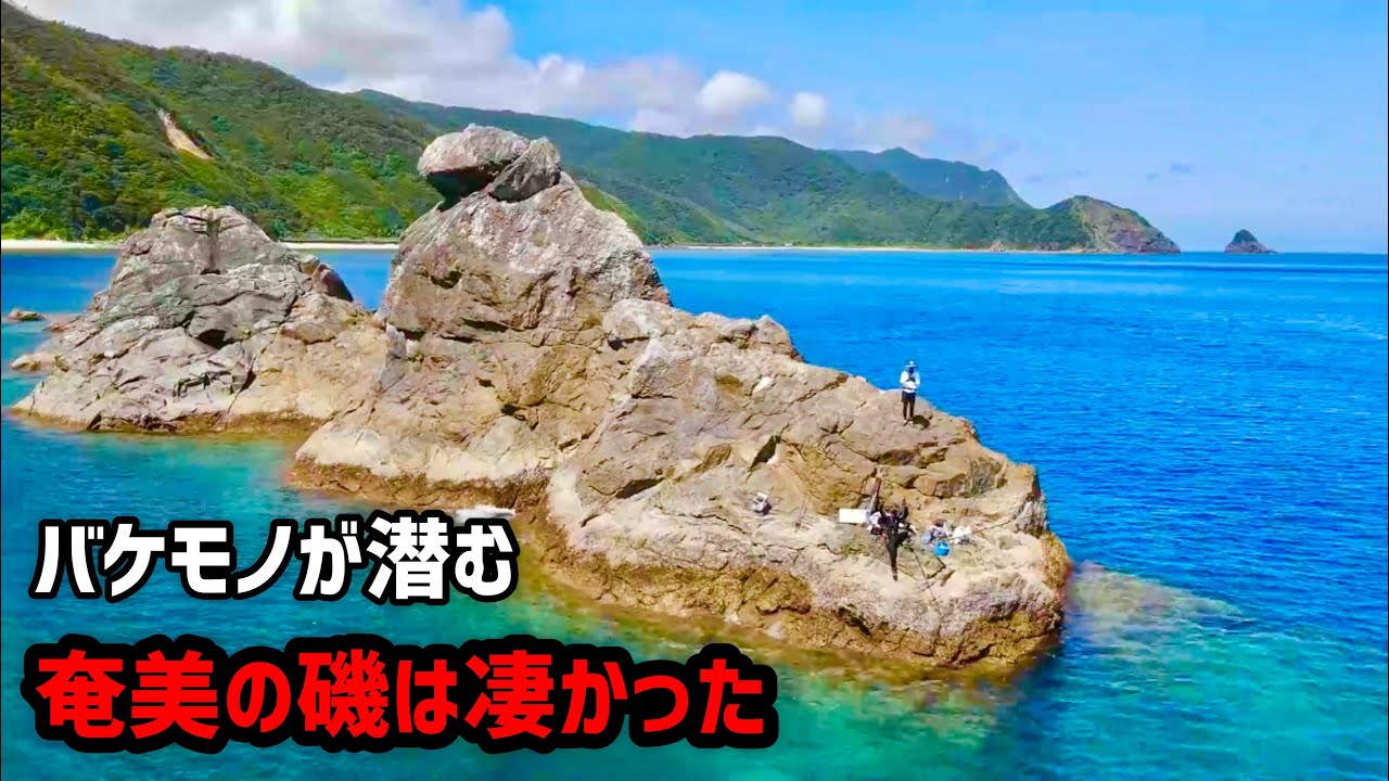 [#6奄美大島8日間]4日目、奄美の磯で釣りしたらいきなり竿がひん曲がった！魚だらけでポテンシャル高すぎです。#奄美大島 #磯釣り #大和村 #仁太丸