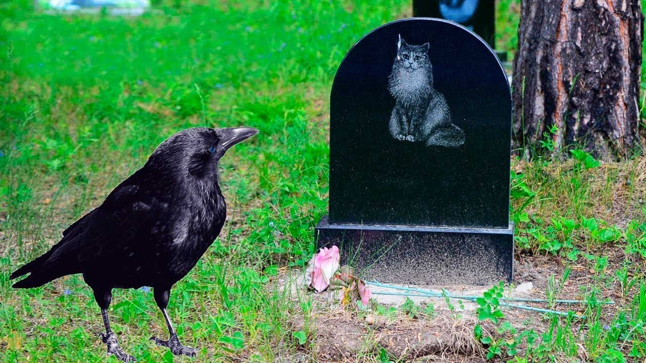 Kruk zjawił się na pogrzebie swojego najlepszego przyjaciela, ale najciekawsze stało się p&oacute;źniej...