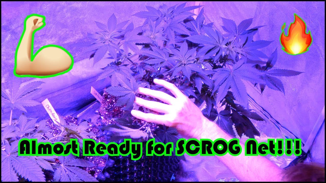Week 3 of Vegetation for the Chemdawg Beginner Grow Series:  More LST + Almost ready for SCROG Net!