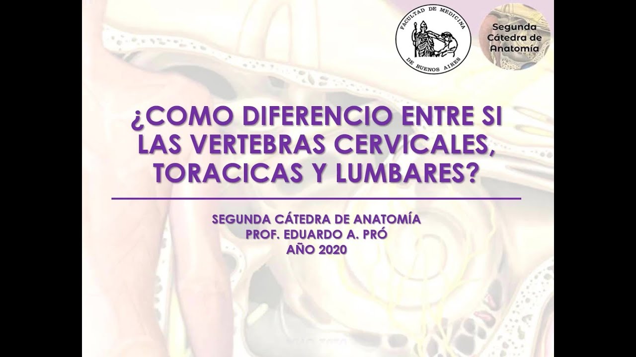 L1.2 | ¿Cómo diferenciar las vértebras? | Anatomía 2 | FMed UBA