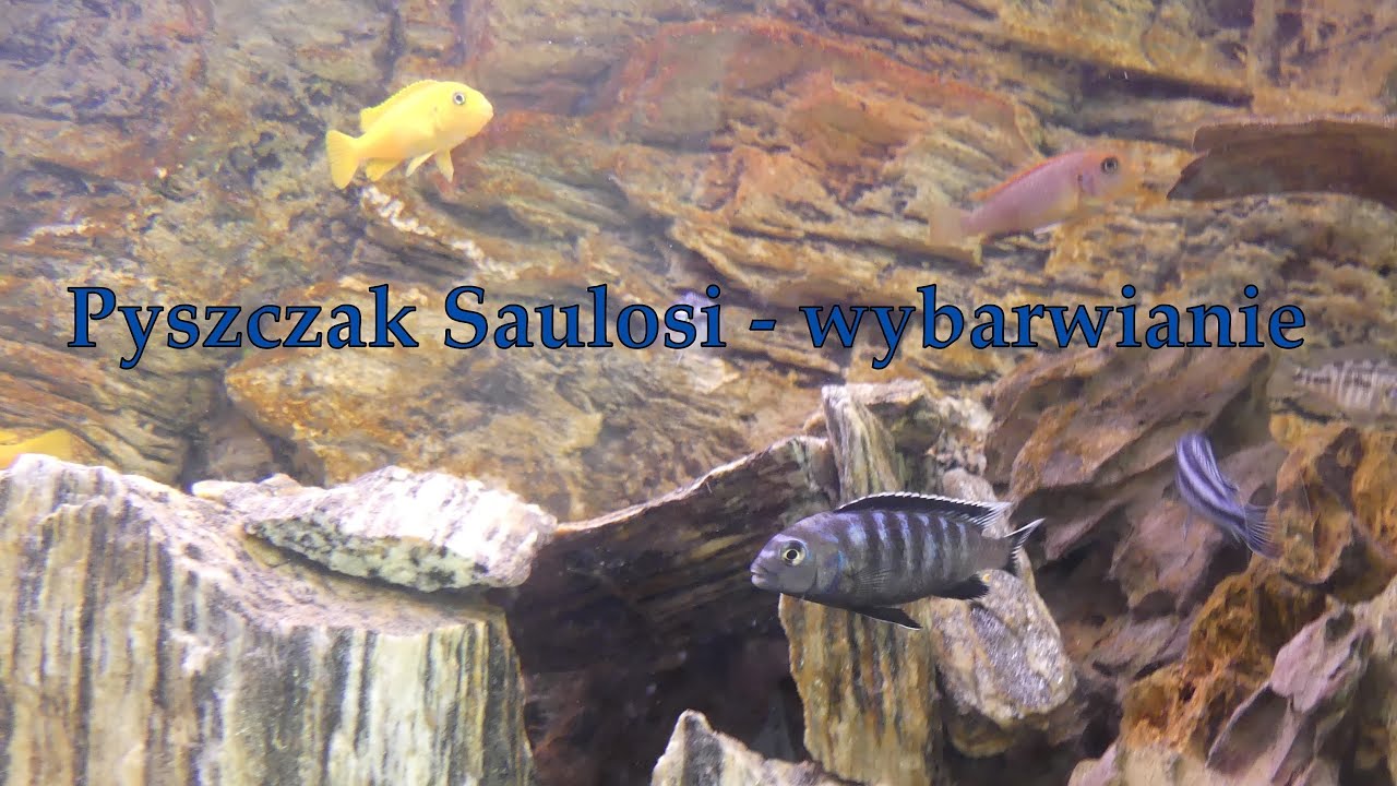 Pyszczak Saulosi - wybarwianie
