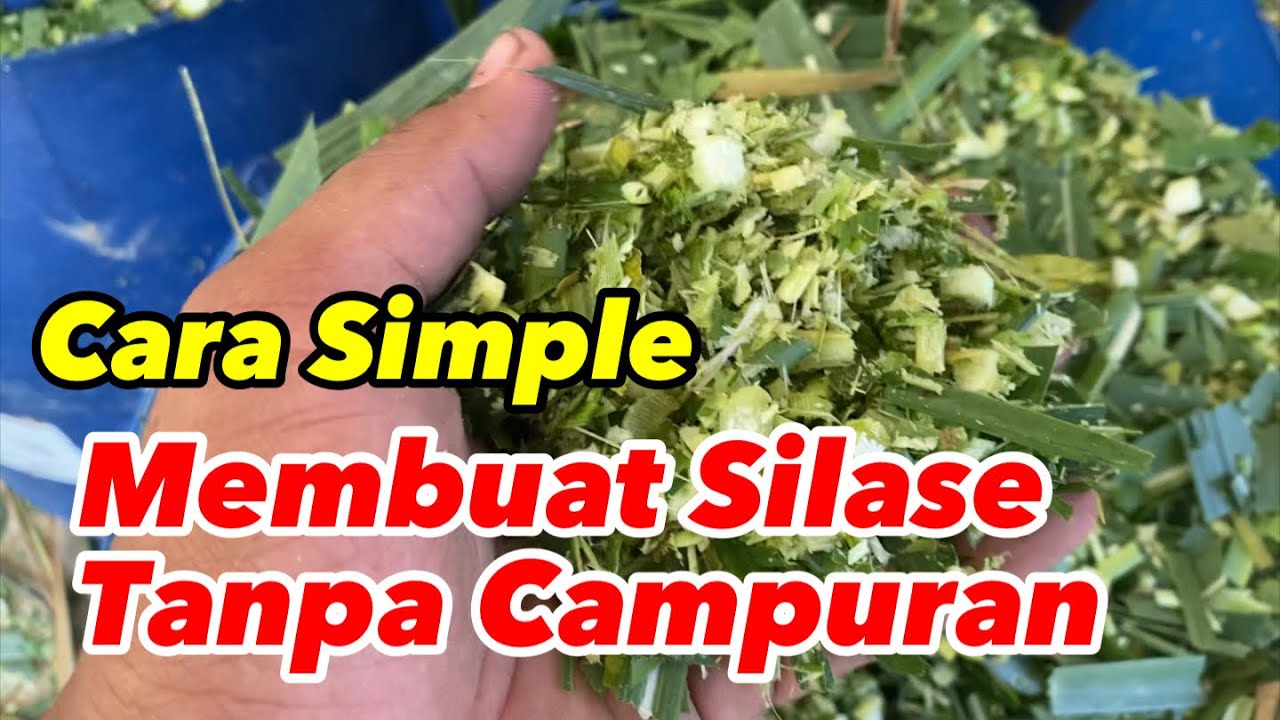 Cara Mudah Membuat Silase Rumput Tanpa Campuran Apapun