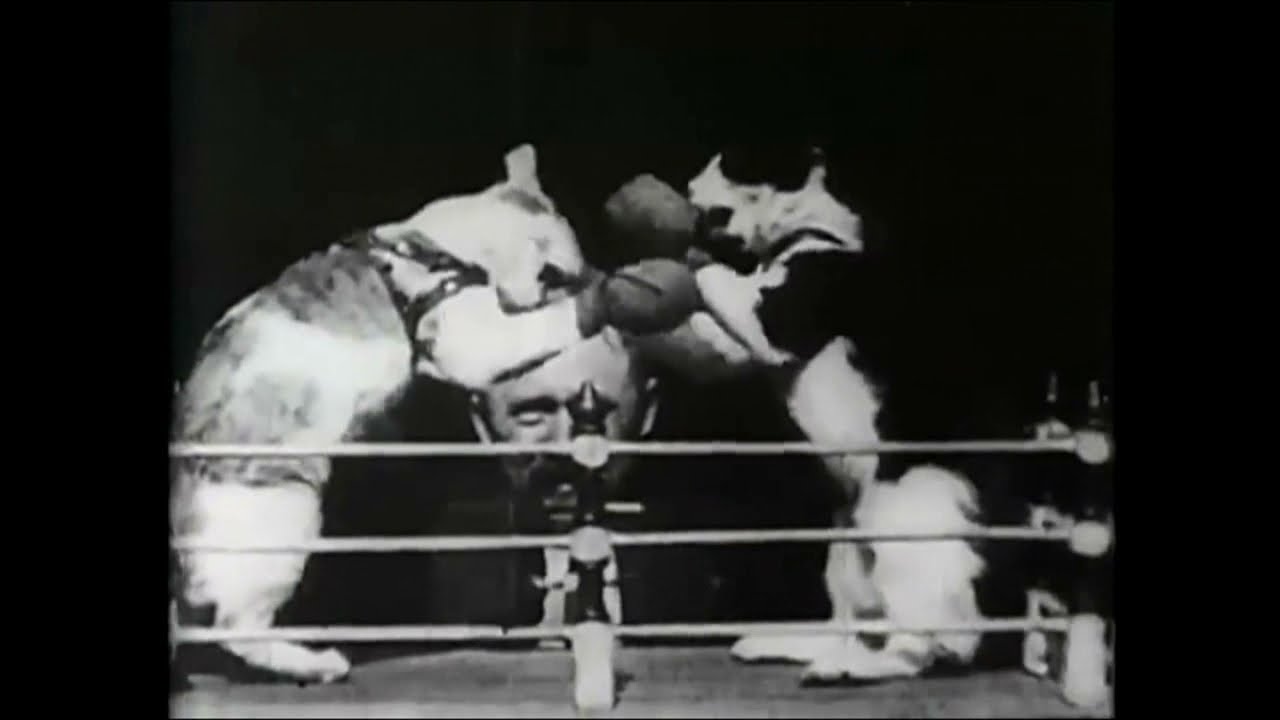 1894 - The Boxing Cats Prof. Welton's - William Dickson (Edison Studios)