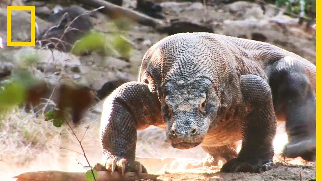 Comment étudier un dragon de Komodo sauvage ?
