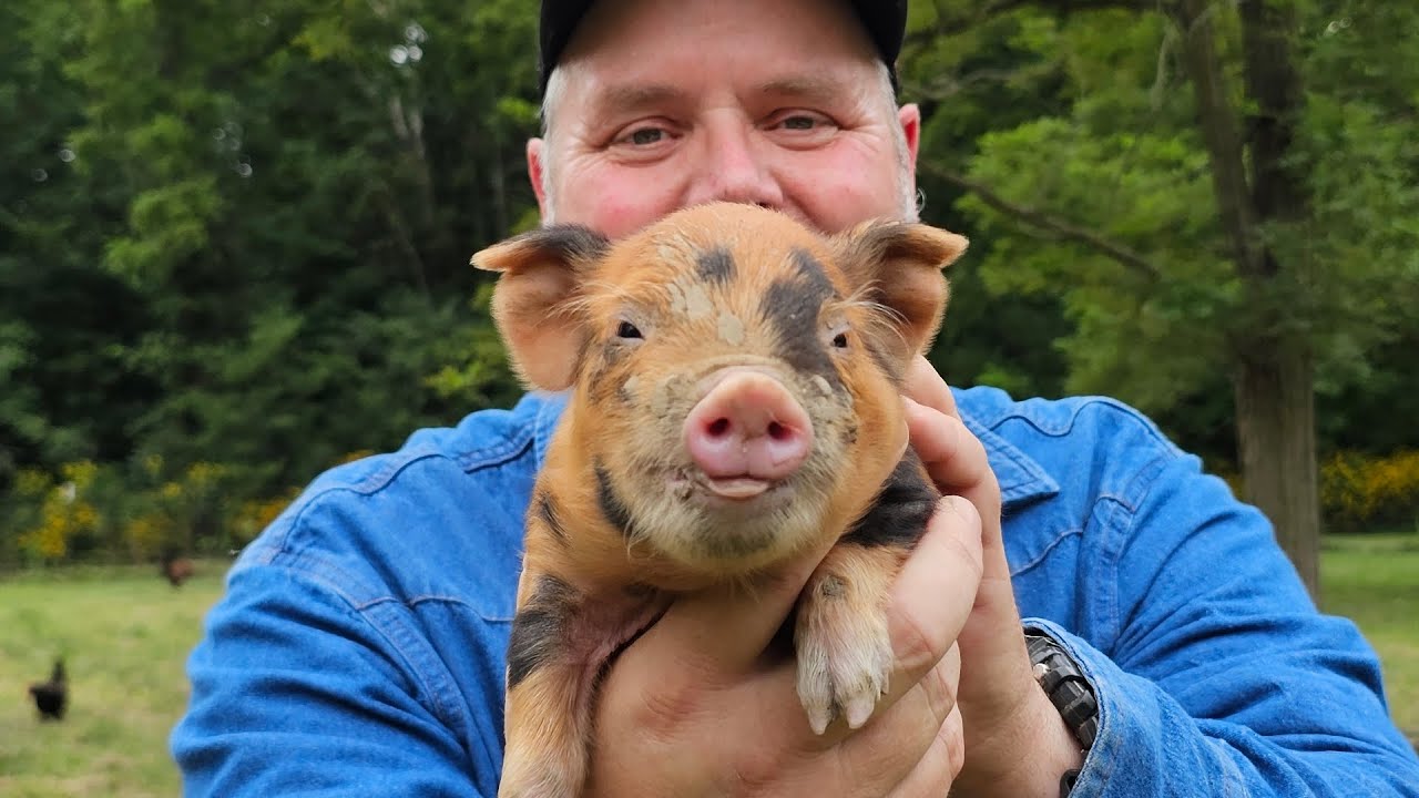 Kunekune/American guinea hog. Are they right for you?