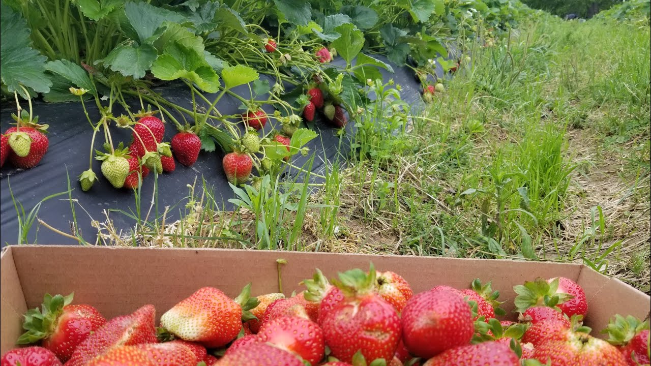 Day in the Life of a Strawberry Farmer!