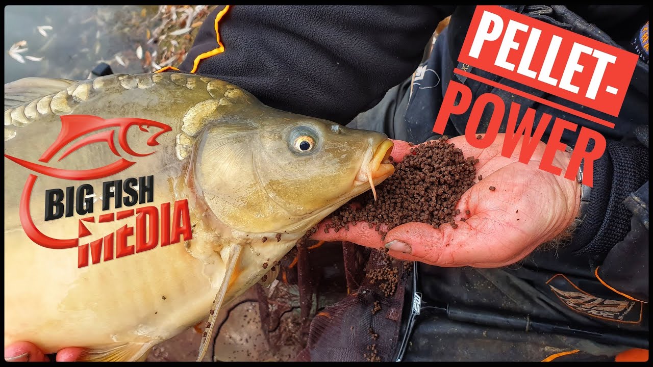 Feedern mit Pellets: Futtervorbereitung – Tipps vom Profi