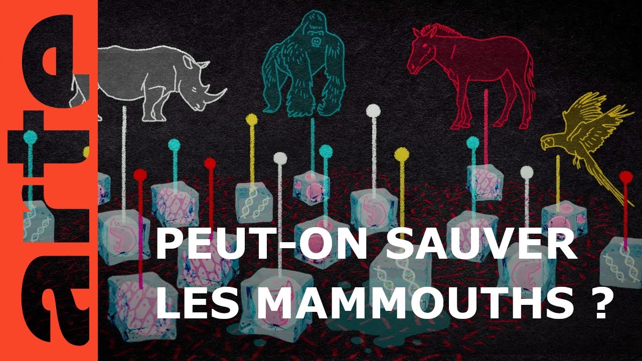 Et si on ressuscitait les mammouths ? | 42, la réponse à presque tout | ARTE